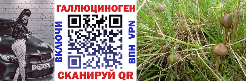 гидра как зайти  Жуков  Псилоцибиновые грибы Magic Shrooms 